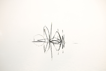 水草