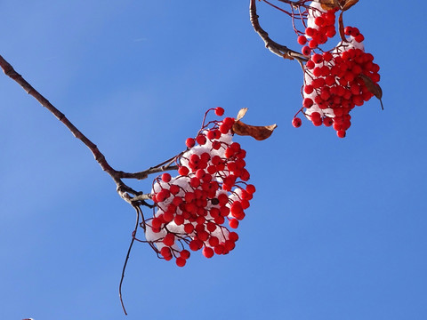 花楸