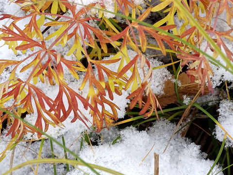 雪映红叶