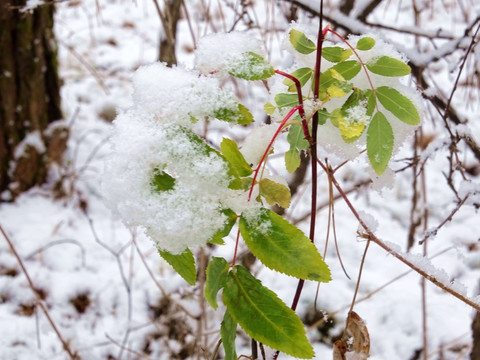 雪映绿叶