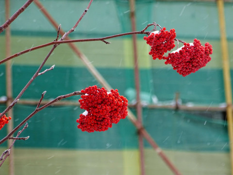 花楸