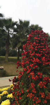 菊花