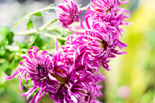 菊花