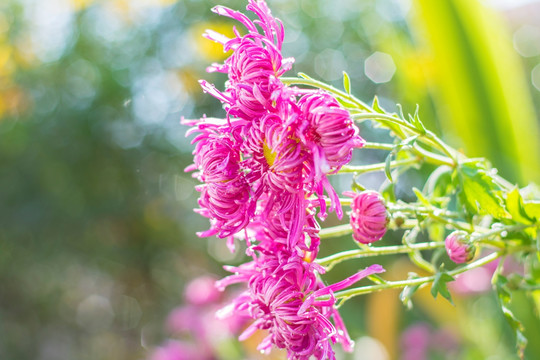 菊花