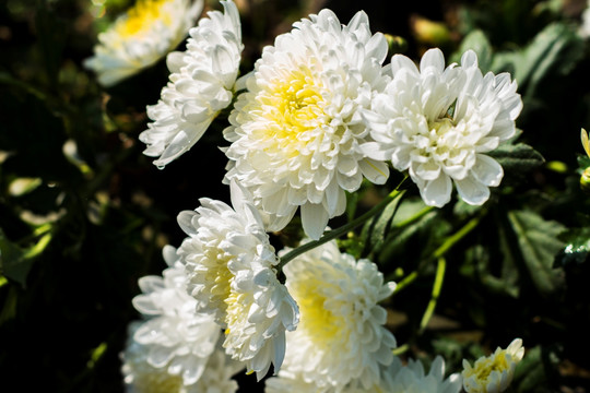 菊花