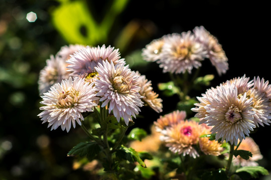 菊花