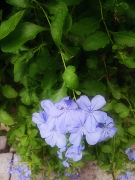小紫花
