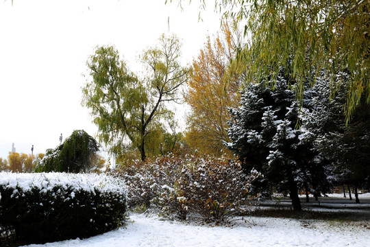 雪景