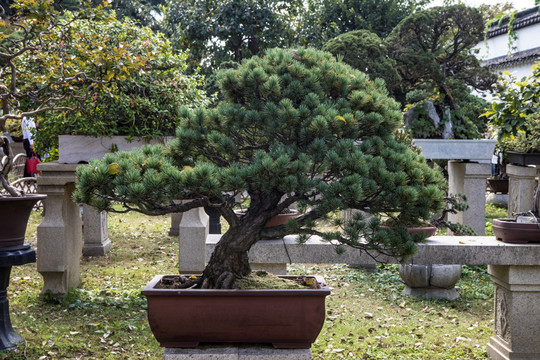 松树