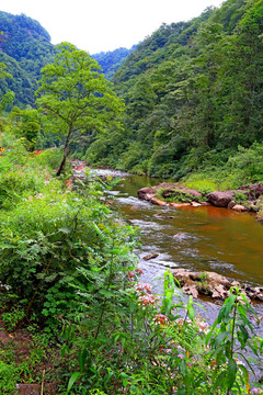 四面山溪流