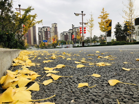 街景银杏树叶