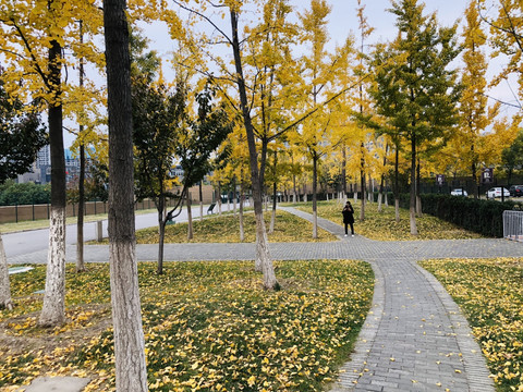 秋天银杏公园