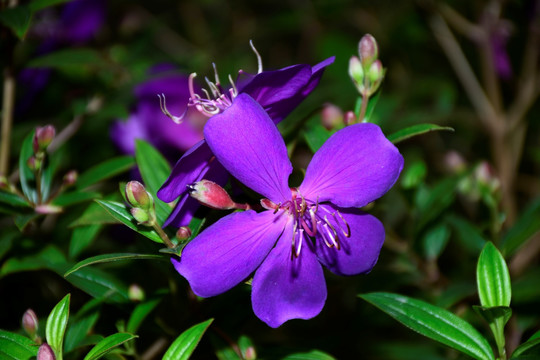杜鹃花