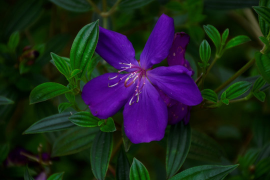 杜鹃花
