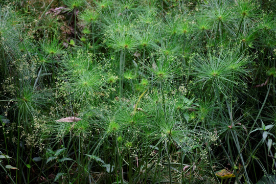 水草