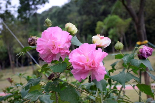 芙蓉花