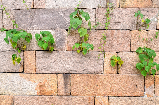 石墙缝里的绿植