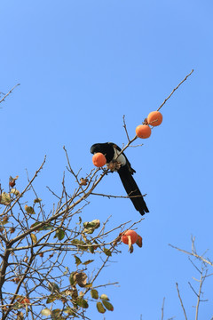 喜鹊登枝吃柿子