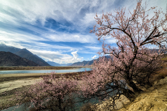 林芝桃花