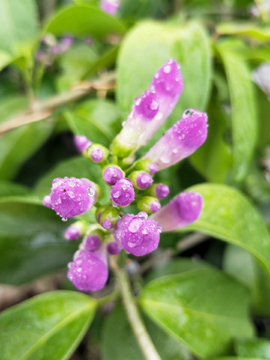 蒜香花