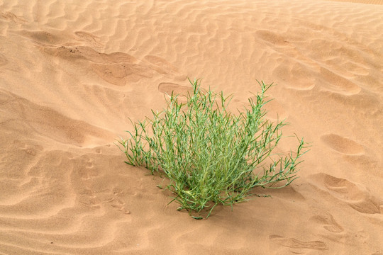 沙漠绿草