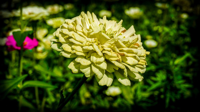 花卉