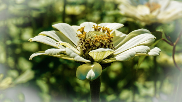 花卉