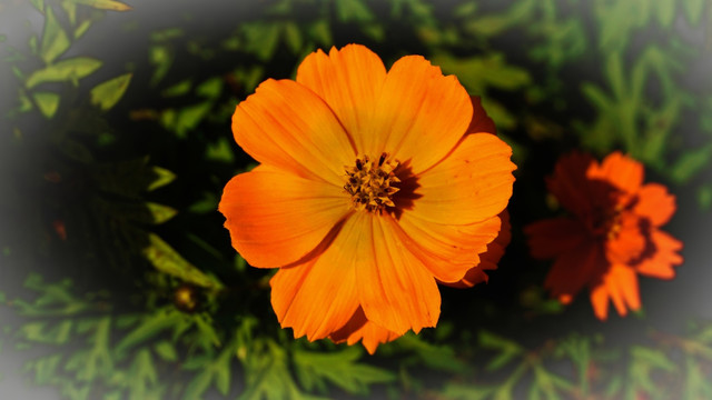 花卉