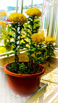 秋菊