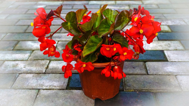 花卉