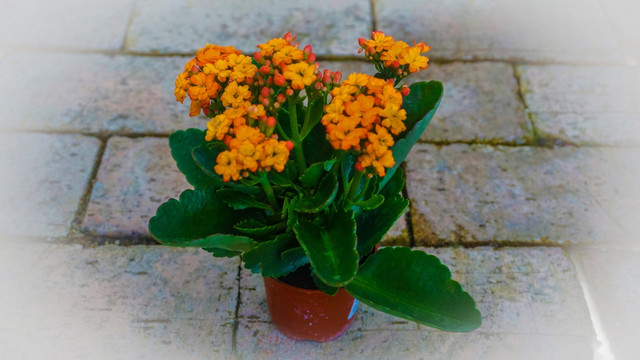 花卉