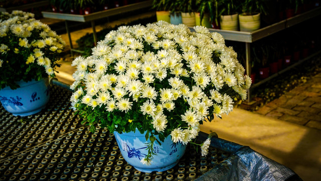 花卉