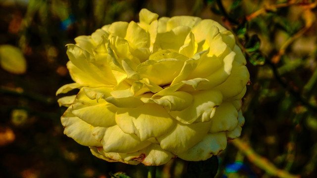 黄月季花