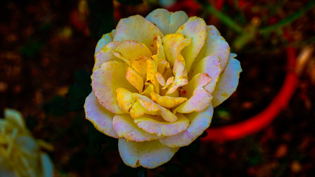 黄月季花