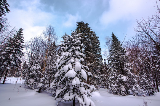 雪景森林树挂