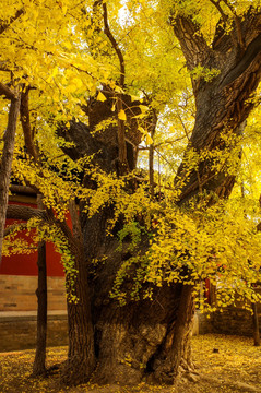 大觉寺