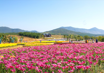 巢湖郁金香高地