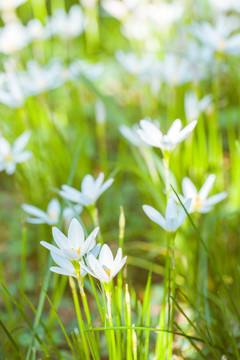 小白花兰草