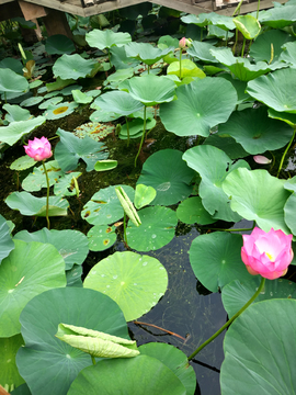 荷