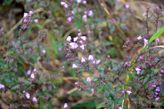 花花
