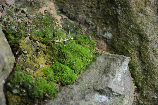 苔藓