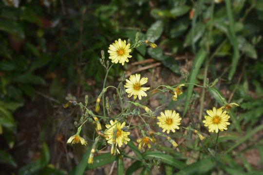 小黄花