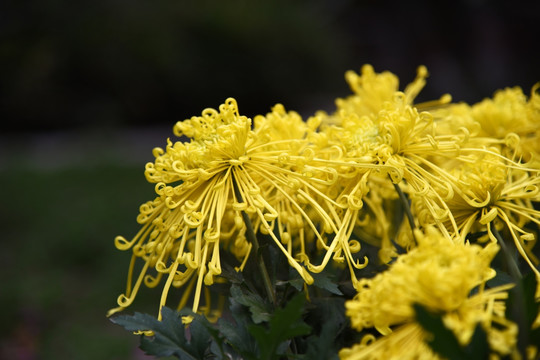 菊花