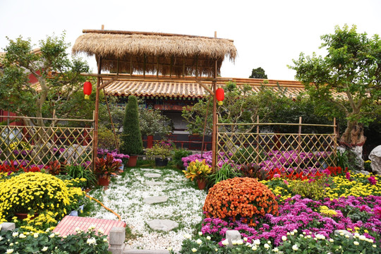 菊花