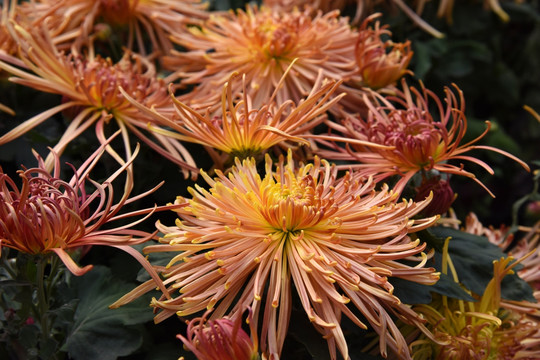 菊花