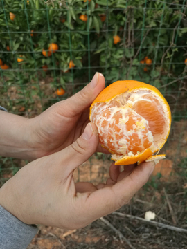 秋天采摘橘子