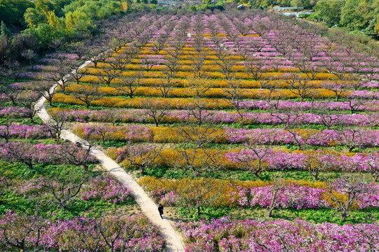 鸟瞰花海花田