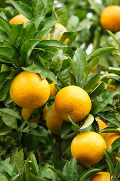 橘子照片素材背景