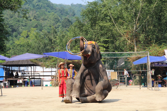 大象表演