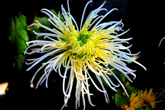 菊花
